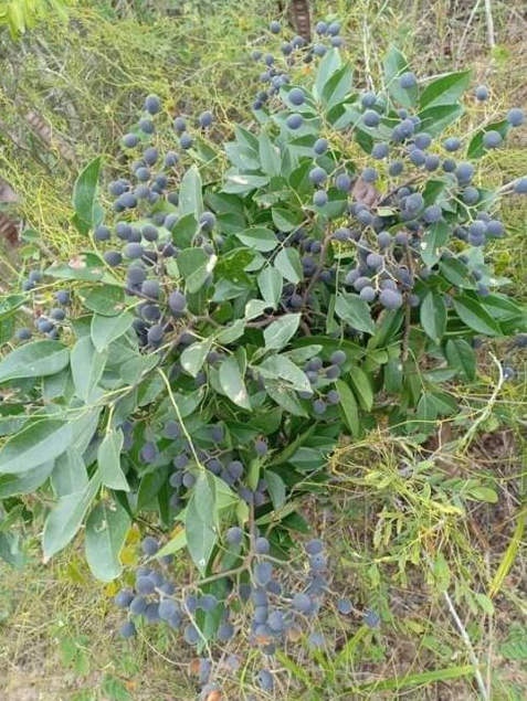 Loại quả xưa có đầy không ai ăn, giờ thành đặc sản được nhiều người mê tít