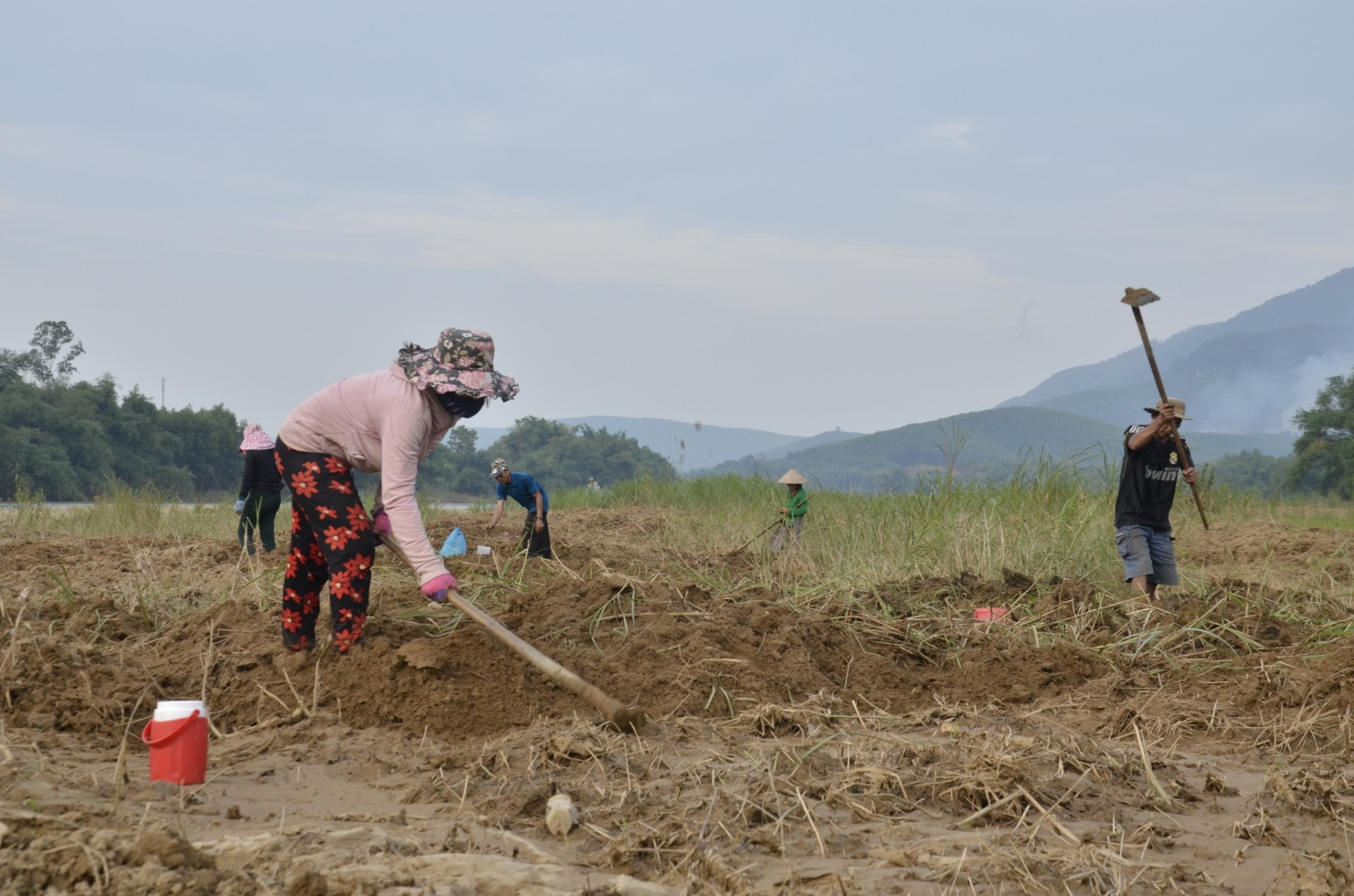 Nhiều người dân ra ruộng đào sùng đất