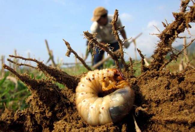 Trung bình mỗi ngày, 1 người dân có thể bắt được 2-3kg sùng đất