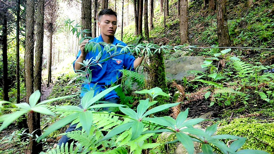 Trồng cây ra củ thẳng đuồn đuồn trên đất cằn, thương lái đến “hốt” 60.000 đồng/kg ngay tại vườn