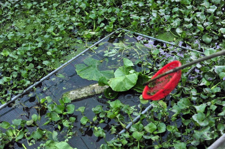 nuôi ốc nhồi không tốn chi phí, thậm chí không phải bỏ ra một đồng nào mua thức ăn cho chúng,