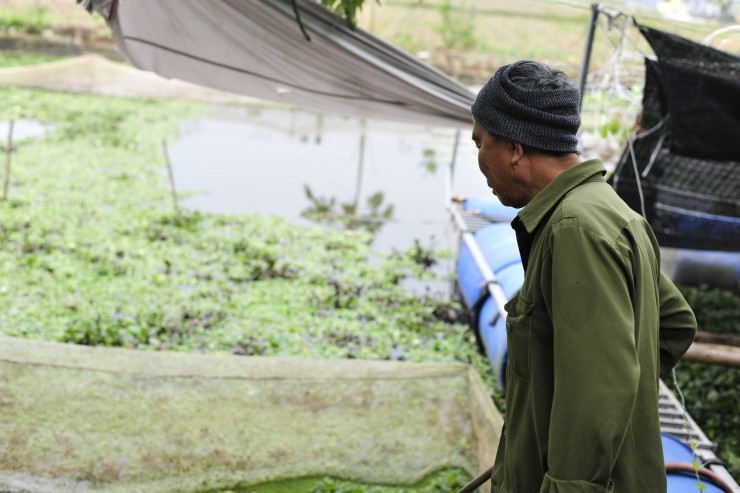 Ông Thiệp đang phân tích từng giai đoạn nuôi ốc nhồi