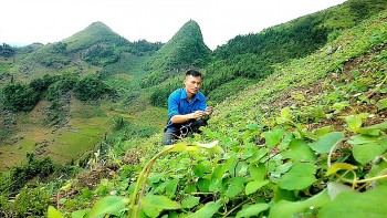 Trồng cây ra củ thẳng đuồn đuột trên đất cằn, thương lái đến “hốt” 60.000 đồng/kg ngay tại vườn