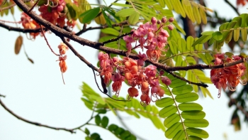 Loại cây có tên khá đáng yêu mọc hoang đầy ven đường, nhưng là dược liệu quý chữa đau nhức xương khớp