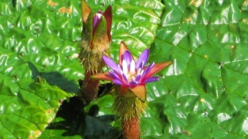 Cây tên nghe như "đói ăn" lại có thể chữa các bệnh về nội tạng và tiêu hóa