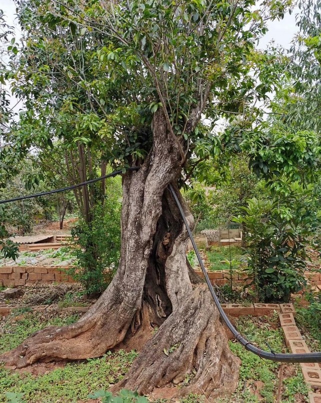 Chiều cao 2 cây mộc hương cổ thụ bằng nhau, khoảng 6m, đường kính thân khoảng 1m, đường kính bệ gốc lên đến 1,5m.