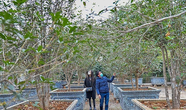 Cây mộc hương được trồng và bảo vệ rất cẩn thận. Theo anh Tâm, hiện có nhiều người săn lùng cây mộc hương nhưng anh không bán bởi trồng tập trung để người đến vườn vào dịp Tết được ngắm và chìm trong hương thơm độc đáo của loài hoa này.