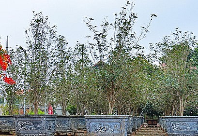 thời gian gần đây, mộc hương đang là loại cây được nhiều người săn đón. Nhiều người chơi vì quá đắm say với loài cây này nên sẵn sàng móc hầu bao, chi cả tiền tỷ để sưu tập.