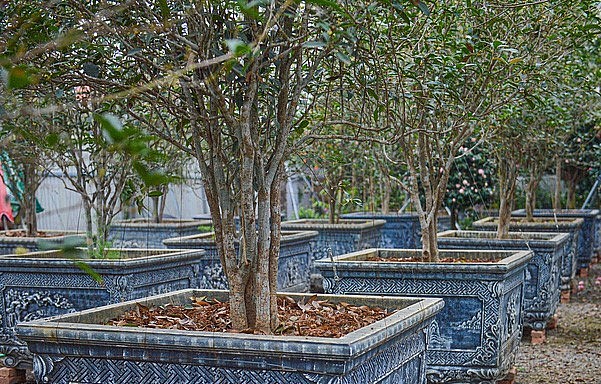 Cây mộc hương ẩn chứa những vẻ đẹp tự nhiên và có giá trị kinh tế rất lớn. 