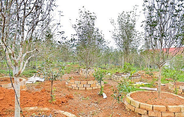 Theo những người trồng mộc lâu năm chia sẻ, những cây có giá trị phải có tuổi đời khoảng 40 năm trở lên. 