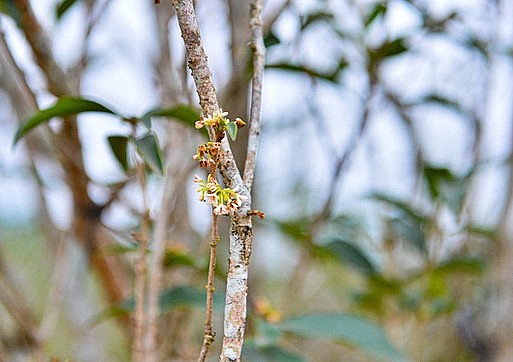 Cách vườn mộc hương của anh Hoàng vài trăm mét là vườn mộc hương hàng trăm cây của anh Khuất Hoàng Tâm ở xã Tích Giang, huyện Phúc Thọ. Vườn của anh Tâm có nhiều loại cây khác nhau, nhưng chủ đạo là cây mộc hương có tuổi đời từ 15 đến 30 năm.