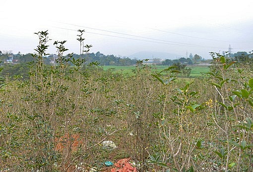 Với những người không am hiểu nhìn vào vườn mộc hương tiền tỷ cứ ngỡ toàn củi khô.