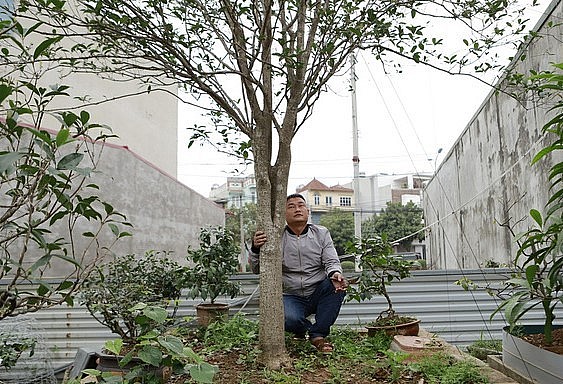 Theo định giá của giới chơi cây cảnh, tại vườn của anh Nguyễn Thái Hoàng (36 tuổi, thị trấn Phúc Thọ, TP. Hà Nội) nơi đây có nhiều cây mộc hương thuộc loại hiếm, giá lên tới tiền tỷ.