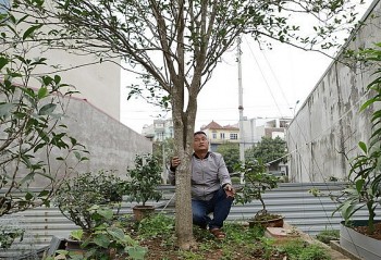 Vườn mộc hương ngỡ củi khô ai ngờ toàn sản vật tiến vua tiền tỷ đại gia trông coi như báu vật