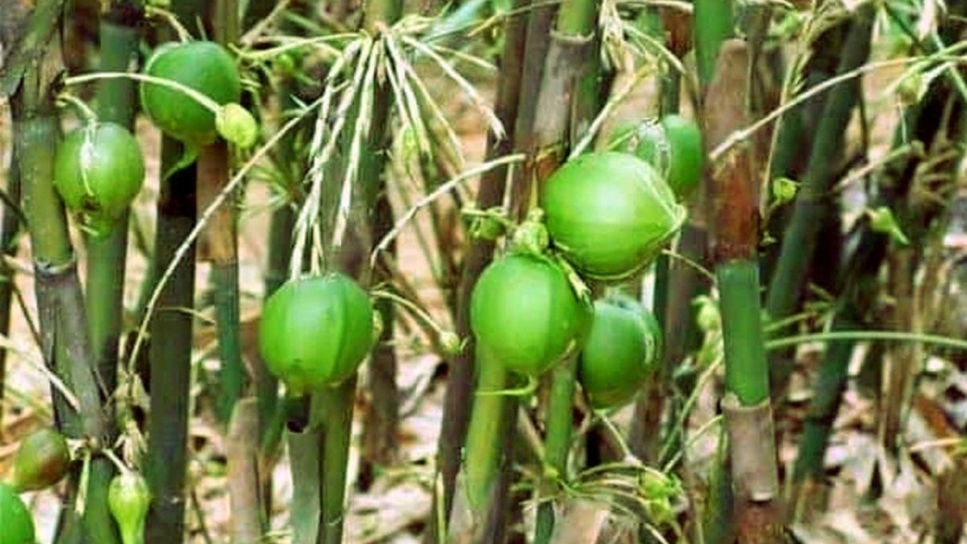 Loại quả mất từ 30-50 năm mới kết trái một lần, bỏ cả trăm triệu chưa chắc đã mua được