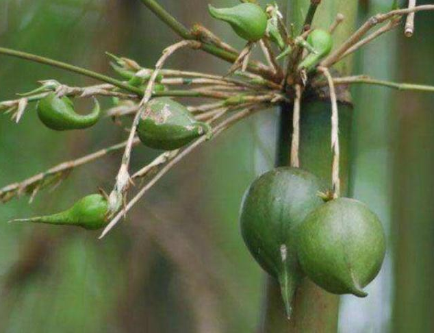 Loại quả mất từ 30-50 năm mới kết trái một lần, bỏ cả trăm triệu chưa chắc đã mua được