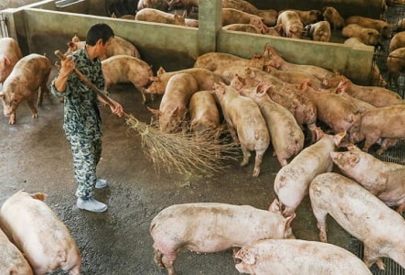 , mức giá heo cao nhất hiện đang là 53.000 đồng/kg