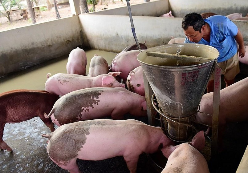 Giá heo hơi hôm nay duy trì ở mức thấp trong thời gian dài khiến người nuôi heo trượt dài trong thua lỗ. 