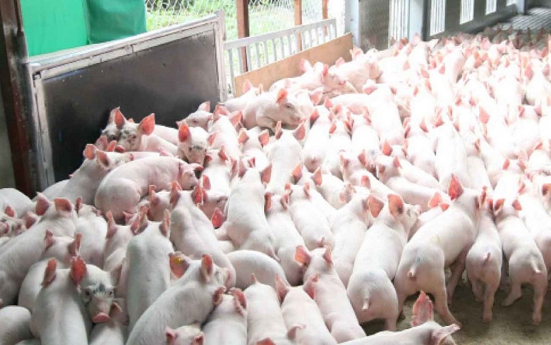 Nguồn cung heo hơi còn rất lớn khiến giá heo khó tăng vào dịp cuối năm.