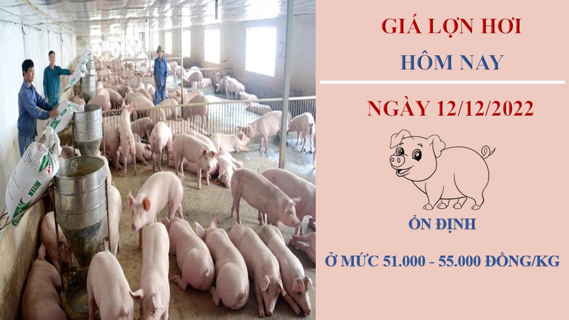 Giá heo hơi hôm nay 12/12/2022: Đi ngang tại các địa phương