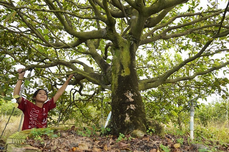 Một trong 5 cây mai cổ thụ trên 20 năm tuổi tại vườn mai ông Hai Vị. 