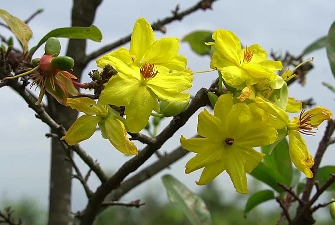 Làng mai Tân Tây rộng 500 ha, mỗi năm thu lợi nhuận hàng trăm tỷ đồng. 