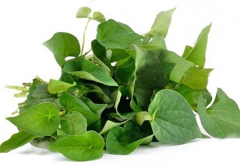 Thứ rau tanh ngòm trước cho lợn ăn, nay “xuất ngoại” thành đặc sản quý như vàng