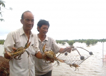 Nuôi cua biển bội thu vì sốt giá, bí quyết đẩy giá cao không phụ thuộc Trung Quốc