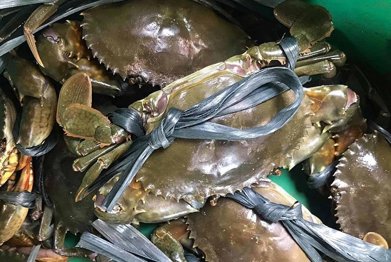 Năm nay, nhu cầu thị trường về cua biển thương phẩm tăng mạnh, nhờ đó giá cua luôn ổn định ở mức cao.