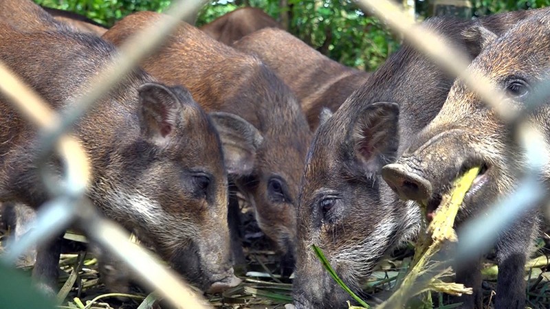 Heo rừng được nuôi theo mô hình bán hoang dã trên vườn đồi