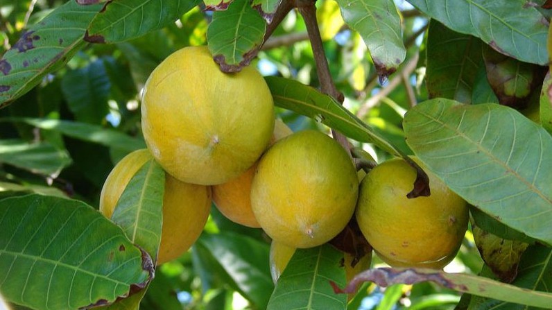 Loại quả ở Việt Nam rụng đầy gốc không ai nhặt, tại nước ngoài lại là “siêu thực phẩm”