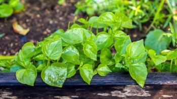 Nhiều loại rau dại mọc đầy vườn nhưng có tác dụng quý như thuốc