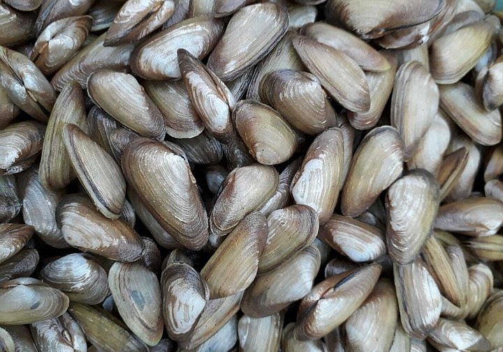 Don thuộc loài nhuyễn thể, vỏ có hai mảnh hình dẹt và dài chỉ hơn 1 phân. Bên trong phần thịt có màu vàng nhạt...