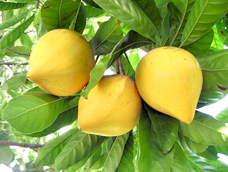 Loại quả Việt Nam rụng đầy gốc không ai nhặt, ở nước ngoài lại là “siêu thực phẩm”