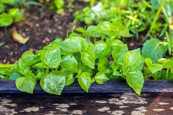 Nhiều loại rau dại mọc đầy vườn nhưng có tác dụng quý như thuốc