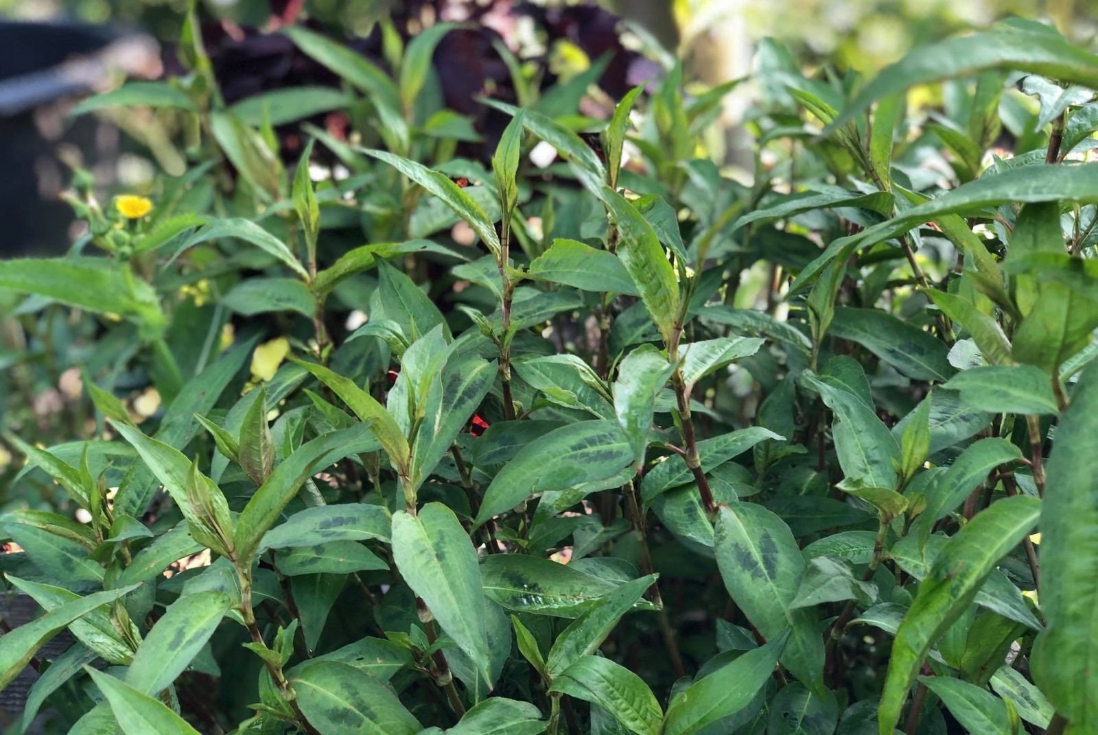 Rau răm là cây thân thảo, lá của chúng được sử dụng rộng rãi trong các món ăn đặc trưng của Việt Nam