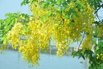 Trồng cây hoa nữ hoàng muồng hoàng yến, mẹo ra hoa rực vàng dịp Tết