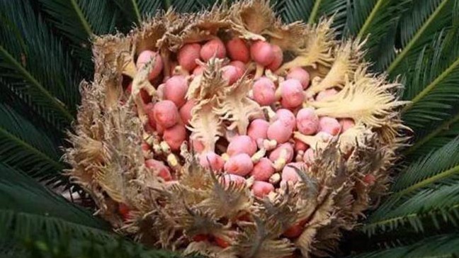 Loại cây 20 năm mới ra quả,  được nhiều người "săn lùng" như báu vật