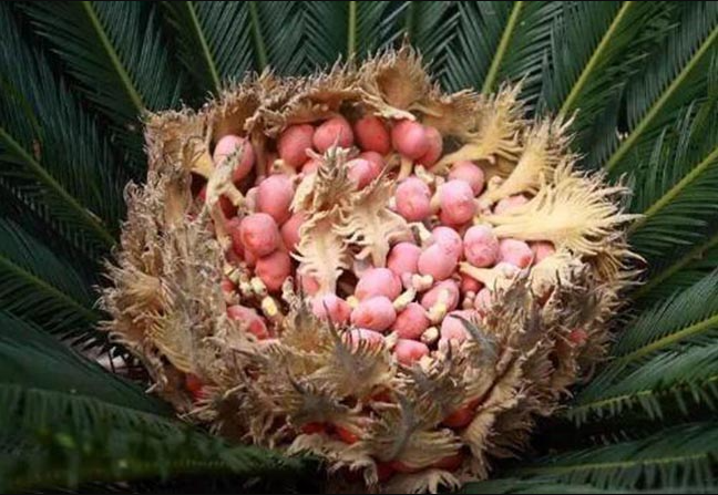 Loại cây 20 năm mới ra quả,  được nhiều người "săn lùng" như báu vật