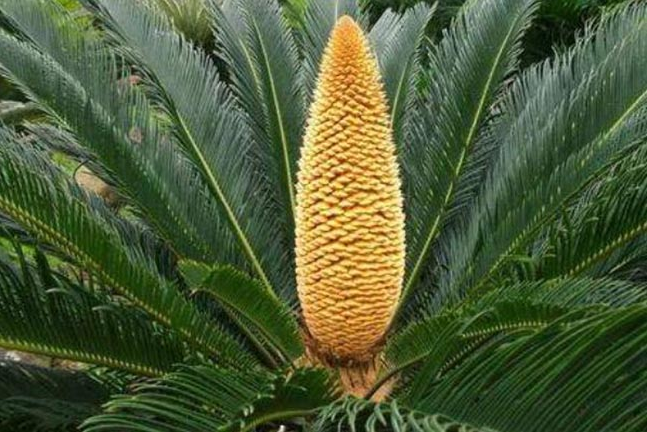 Loại cây 20 năm mới ra quả,  được nhiều người "săn lùng" như báu vật