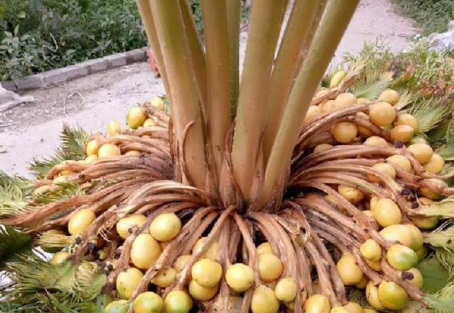 Loại cây 20 năm mới ra quả,  được nhiều người "săn lùng" như báu vật