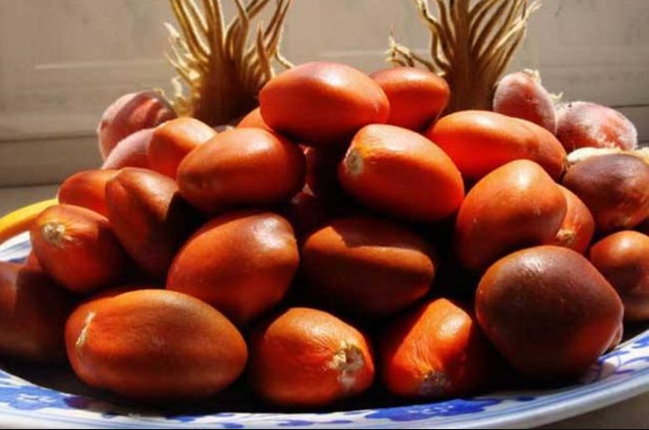 Loại cây 20 năm mới ra quả,  được nhiều người "săn lùng" như báu vật