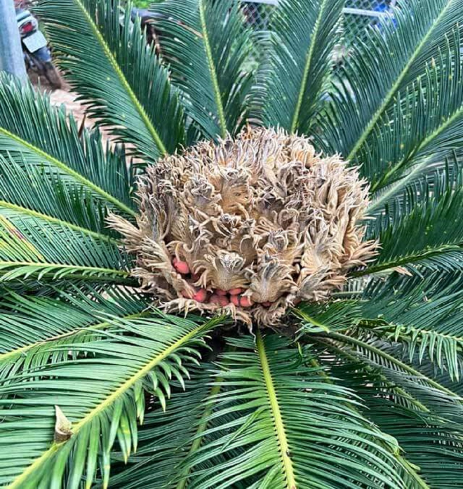 Loại cây 20 năm mới ra quả,  được nhiều người "săn lùng" như báu vật