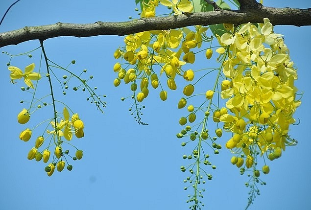 Những chùm hoa rực vàng của hoa nữ hoàng sẽ đem lại niềm vui và sự may mắn cho gia chủ.