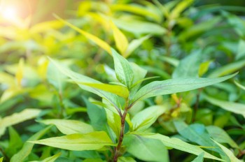 Thứ rau “chịu đời đắng cay” rẻ như cho ở Việt Nam, sang nước ngoài 250.000 đồng/mớ, đợi cả tuần mới mua được