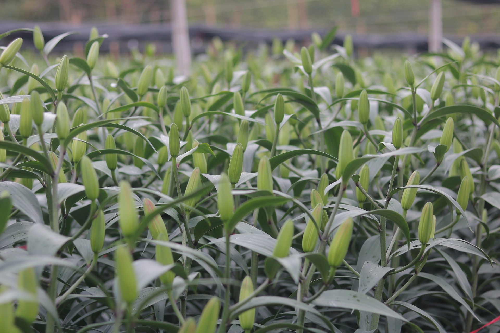 thân ly mập mạp, lá dày, xanh tốt