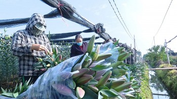 Hoa ly được mùa mơn mởn ở các nhà vườn, người trồng dựng sẵn kho lạnh chờ bảo quản