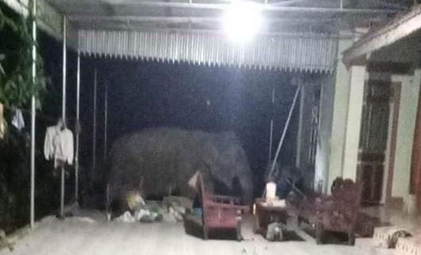 Cá thể voi rừng tiến vào nhà dân ở xã Châu Phong, huyện Qùy Châu, tỉnh Nghệ An, phá cửa sổ, vào nhà bếp tìm thức ăn