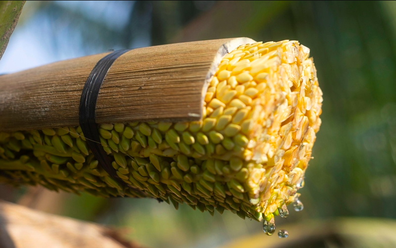 Mật hoa dừa: Bí quyết sống khoẻ cho người bệnh tiểu đường