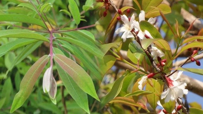 Loại rau xưa mọc bạt ngàn không ai hái, giờ thành đặc sản nổi tiếng không có để bán